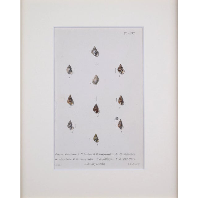 Antique hand colored lithograph published 1869 in London from "British Conchology, or an Account of The Mollusca" by John...