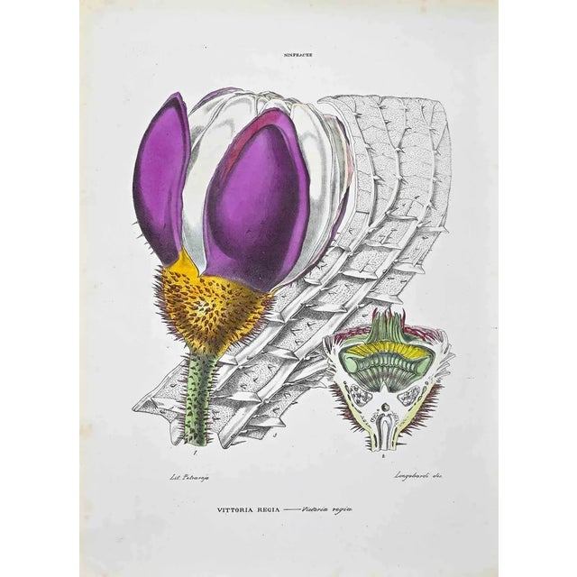 Vincenzo Tenore, The Nymphaeae, Lithograph, 1870s For Sale