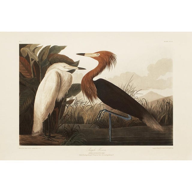 1990s Purple Heron or Reddish Egret After Audubon, Large Cottage Print For Sale - Image 12 of 12