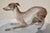 Life Size Antique French Porcelain Grey Hound 1867 ( 159 Years Old) For Sale - Image 9 of 16