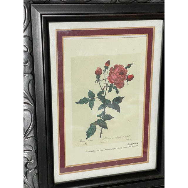 1970s P.F.Redoute Botanical Print Rosa Indica in Wide Frame For Sale In Miami - Image 6 of 6