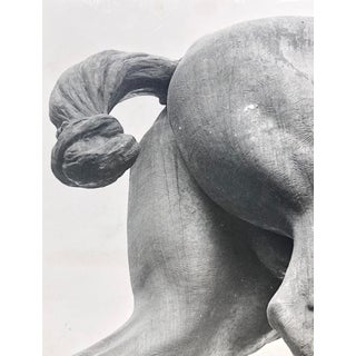 1949 Black and White Equine Posterior Photo For Sale