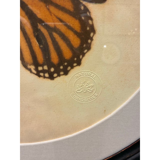 Transitional Natural Curiosities Orange Monarch Butterfly Framed Natural History Print For Sale - Image 3 of 4