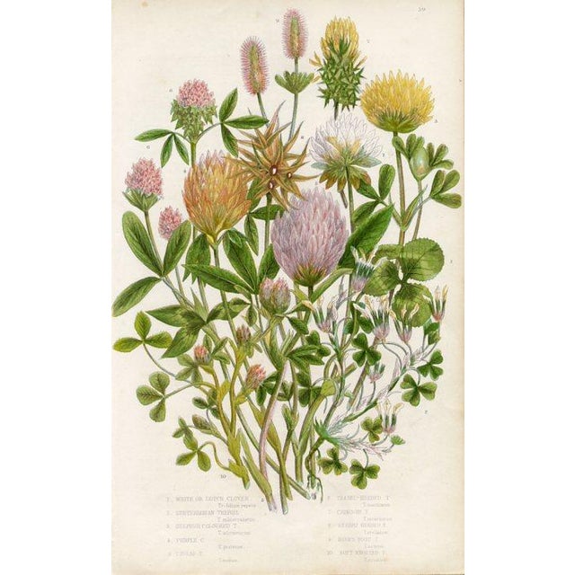 Late 19th Century Antique Botanical Prints by Anne Pratt, Set of 6, 1870s, Original Lithographs, England For Sale - Image 5 of 7