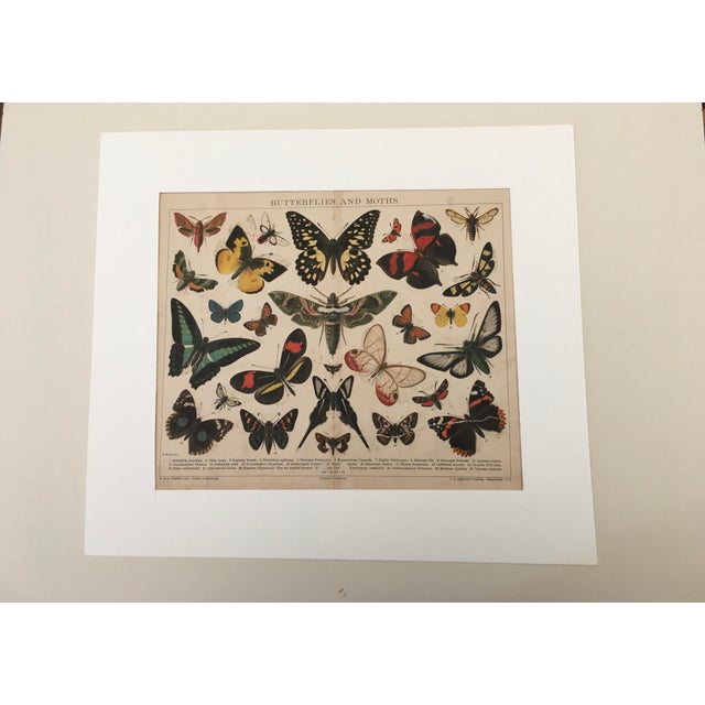 Moths, Natural History Colored Lithograph. Circa 1869 For Sale - Image 12 of 13
