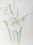 White and Purple Lilies, Carl Bergman For Sale - Image 4 of 4