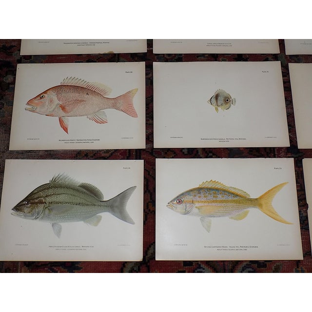 Authentic Antique 19th Century Tropical Fish Lithographs - Set of 12 For Sale - Image 4 of 6