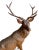 19th Century Swiss Black Forest Carved Stag, Brienz For Sale - Image 9 of 11
