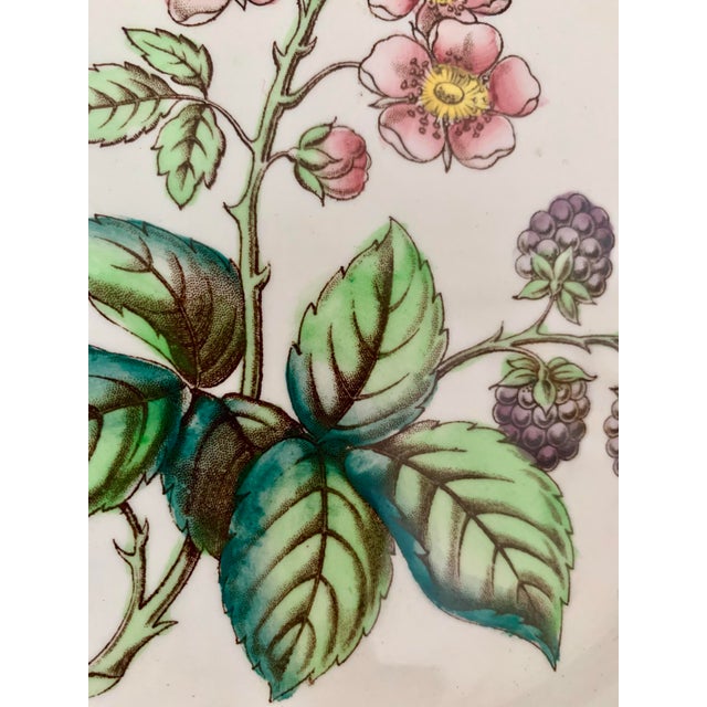 Copeland Vintage English Copeland Spode ‘Glendale’ Scalloped Plates in Chelsea Wicker, Botanical Centers With Varied Hand Colored Fruit & Floral- Set of 3 For Sale - Image 4 of 12