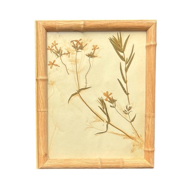 1893 Herbarium Botanical Specimens, Set of 12 For Sale - Image 14 of 17