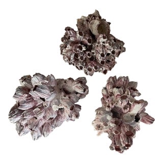 1970s Coastal Barnacle Cluster Sea Shells- Set of 3 For Sale