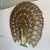 Plastic Vintage Burwood Peacock Wall Decor For Sale - Image 7 of 8