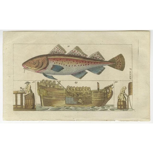 Fish Prints, 1832, Paper, Set of 4 For Sale - Image 3 of 6