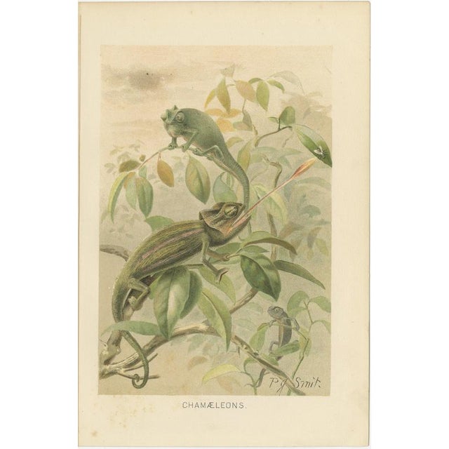 P. J. Smit, Chameleons in Tropical Foliage, 1895, Color Lithograph For Sale - Image 3 of 10