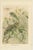 P. J. Smit, Chameleons in Tropical Foliage, 1895, Color Lithograph For Sale - Image 3 of 10