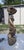Goldecheider, Gypsy Earthenware Sculpture, 1900, Earthenware For Sale - Image 3 of 18