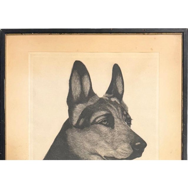 1930s Limited Edition Bert Cobb Signed Drypoint Etching German Shepherd Luchs 33 of 75 For Sale - Image 5 of 12