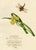 Louisa Hare, Yellow Water Iris with Dragonfly, 1800s, Watercolour For Sale