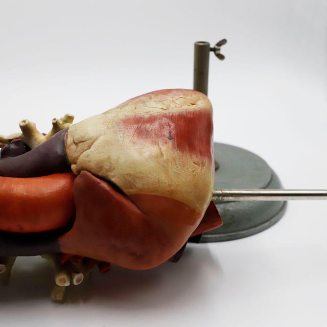Heart Anatomical Model Life Size For Sale - Image 11 of 18