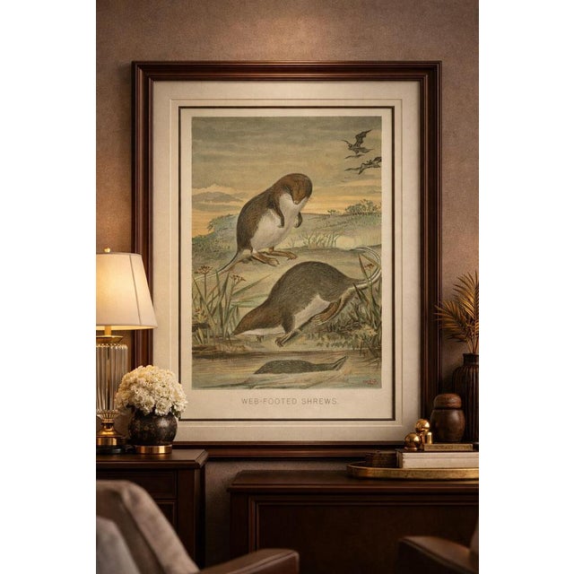 Web-Footed Shrews, Rare Antique Mammal Print, Victorian Zoology 1894 This finely observed print depicts web-footed shrews...