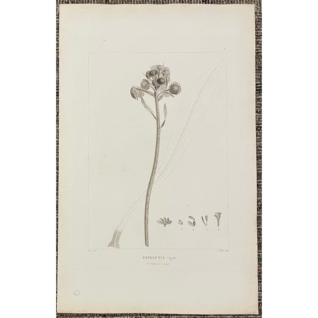 Mid 19th Century Antique French Botanical Engravings - A Set of Four For Sale - Image 5 of 5