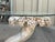 Neoclassical Neo-Classical Style Cerused and Carved Wood Cornucopia Form Console Table For Sale - Image 3 of 4