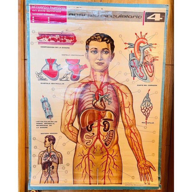 Human Body Circulatory System Poster, 1964 For Sale - Image 3 of 10