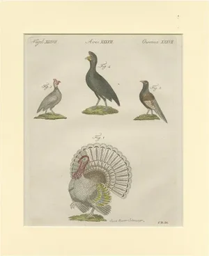 Wild Turkey and Pheasant and Helmeted Guineafowl and Curassow Bird, Paper