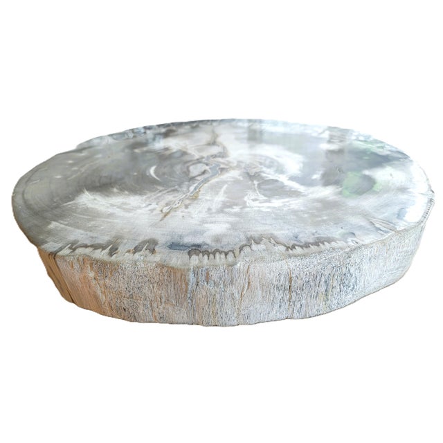 Palecek Petrified Wood Slab For Sale In New York - Image 6 of 11
