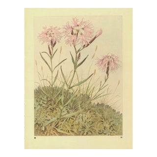 1945 Botanical Watercolor Lithograph- Dianthus Superbus For Sale