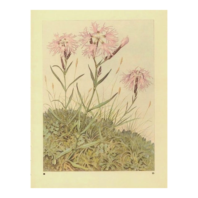1945 Botanical Watercolor Lithograph- Dianthus Superbus For Sale