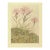 1945 Botanical Watercolor Lithograph- Dianthus Superbus For Sale