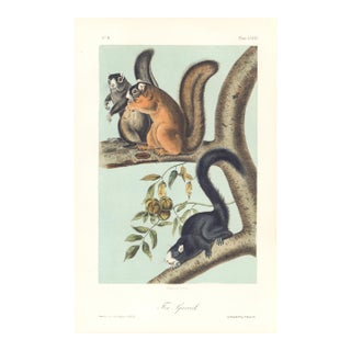 1851 Audubon Quadruped Octavo Lithograph "Plate 68 Fox Squirrel" For Sale