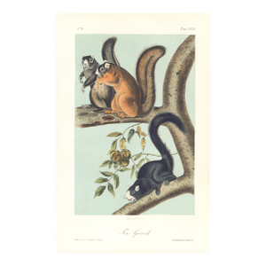 1851 Audubon Quadruped Octavo Lithograph "Plate 68 Fox Squirrel"