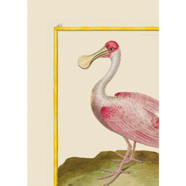 Here we have a rose colored spoonbill. The print has the birds name in French at the bottom if you would like to do...