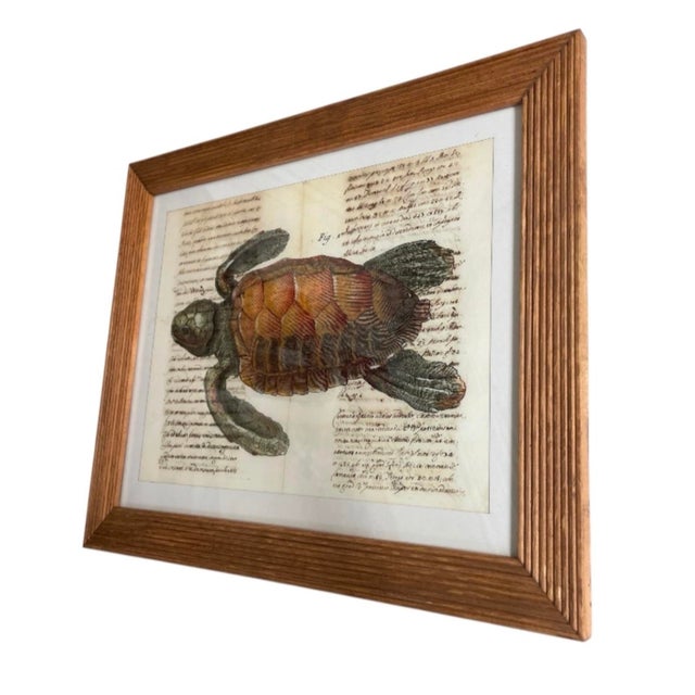 2000 - 2009 Vintage Framed Sea Turtle Botanical Style Art Print For Sale - Image 5 of 12