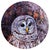 Reflection: Barred Owl by Allison Leigh Smith | Oil on Aluminum Portrait of a Barred Owl For Sale