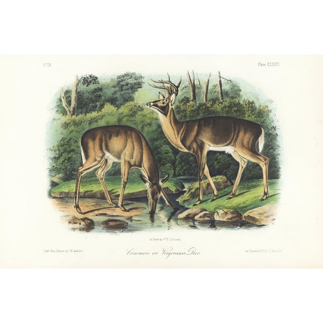 1854 Audubon Quadruped Octavo Lithograph "Plate 136 Common or Virginian Deer" For Sale