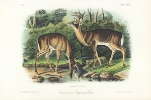 1854 Audubon Quadruped Octavo Lithograph "Plate 136 Common or Virginian Deer"