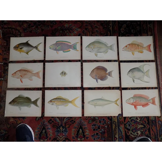 Authentic Antique 19th Century Tropical Fish Lithographs - Set of 12 For Sale In Cincinnati - Image 6 of 6
