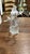 Traditional Swarovski 2002 "Isadora" Magic of Dance For Sale - Image 3 of 8