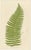 Edward J. Lowe, Ferns, 1856, Lithographs, Set of 10 For Sale - Image 4 of 14