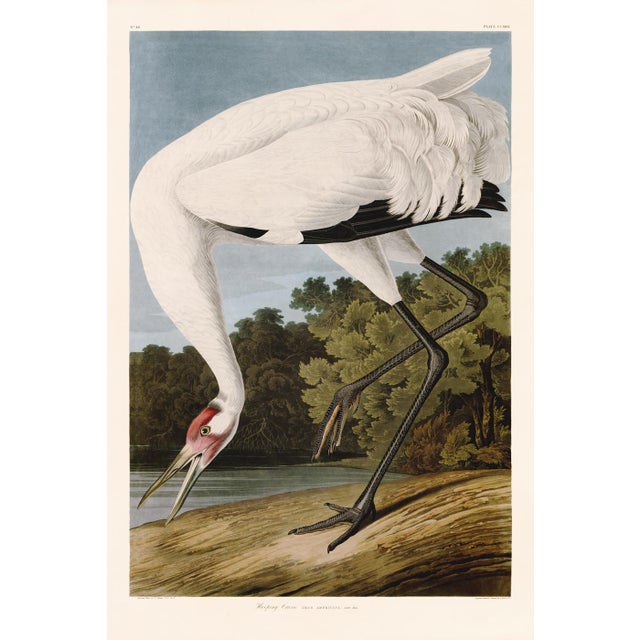 Giclee reproductions of the Great Blue Heron and Hooping Crane from John J. Audubon's The Birds of North America Double...
