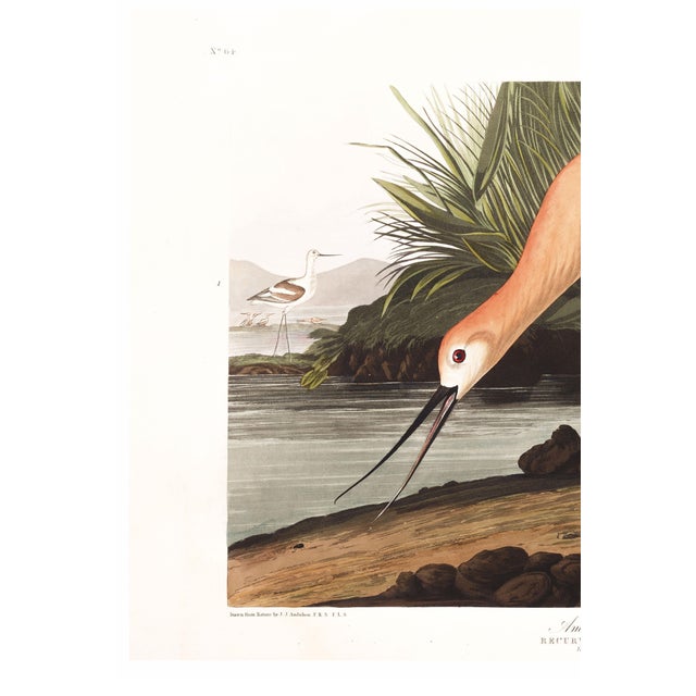 American American Avocet, Museum Style Audubon Bird Print, 36" X 24" For Sale - Image 3 of 12