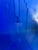 Late 20th Century Late 20th Century Effetre Murano Platter Tray Cobalt Blue Glass Signed For Sale - Image 5 of 6