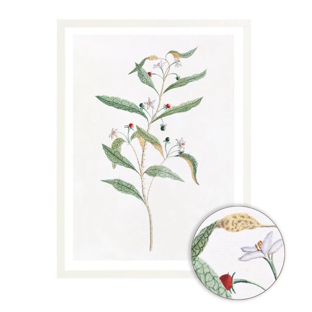 Celerie Kemble Curated Australian Botanical VIII (24x30) in White Frame For Sale - Image 4 of 4