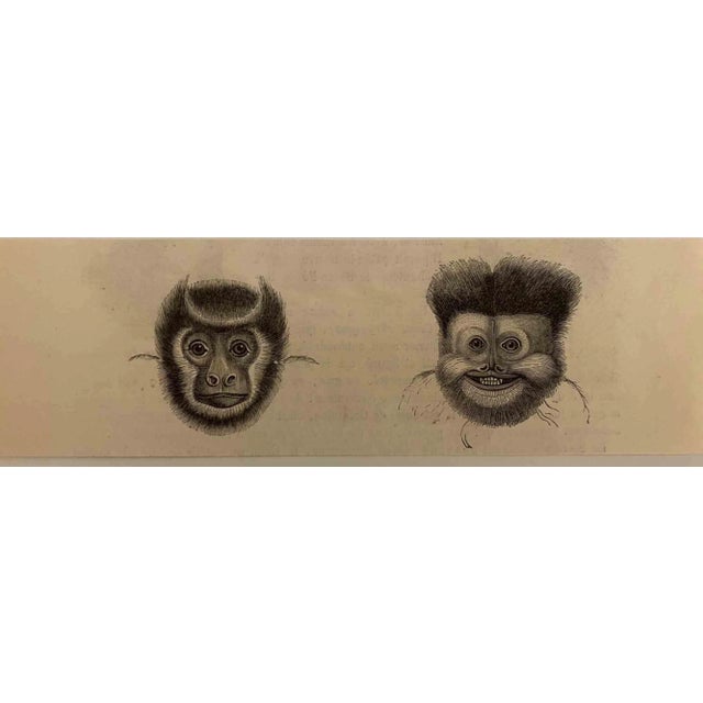 The Monkeys is an original lithograph on ivory-colored paper, realized by Paul Gervais (1816-1879). The artwork is from...