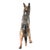 1940s Large Royal Doulton German Shepherd Hn 1115 – Rare 11" "Giant" Scale – Frederick Daws Design, C. 1940s For Sale - Image 5 of 10