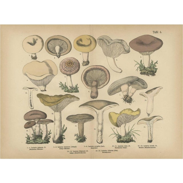 Dr. Wilhelm Fünfstück, Antique Fungi Lactarius Mushrooms Lithograph, 1885 For Sale - Image 10 of 10