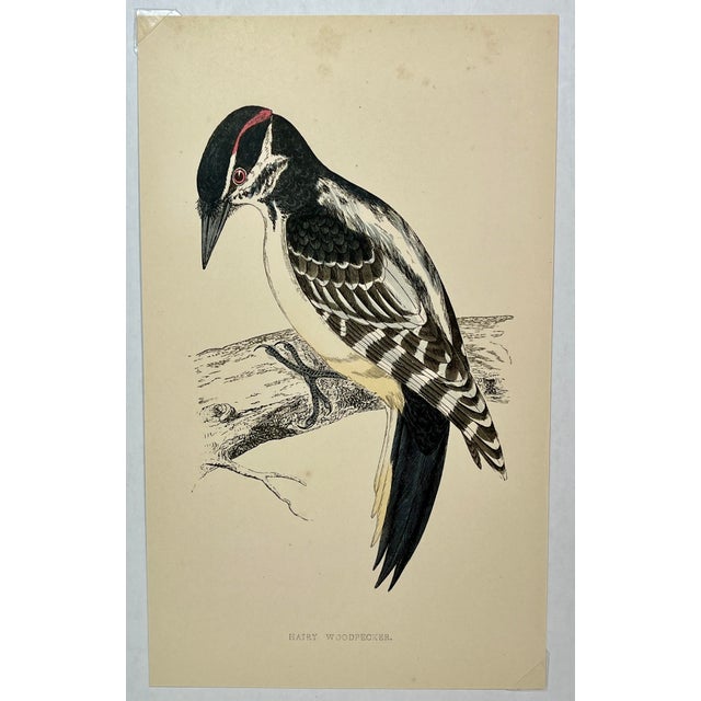 Antique Hand Tinted Bird Print From England Featuring a Black & Red Hairy Woodpecker - Circa 1880. Print measures 4 3/8” W...